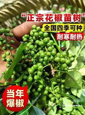 四川汉源藤椒树苗青花椒椒