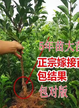 蜂糖李子树苗嫁接特大晚熟果苗