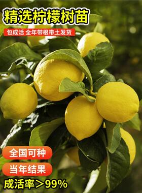 香水柠檬树苗盆栽广东水果树