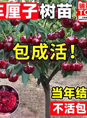 车厘子树苗樱桃树特大矮化