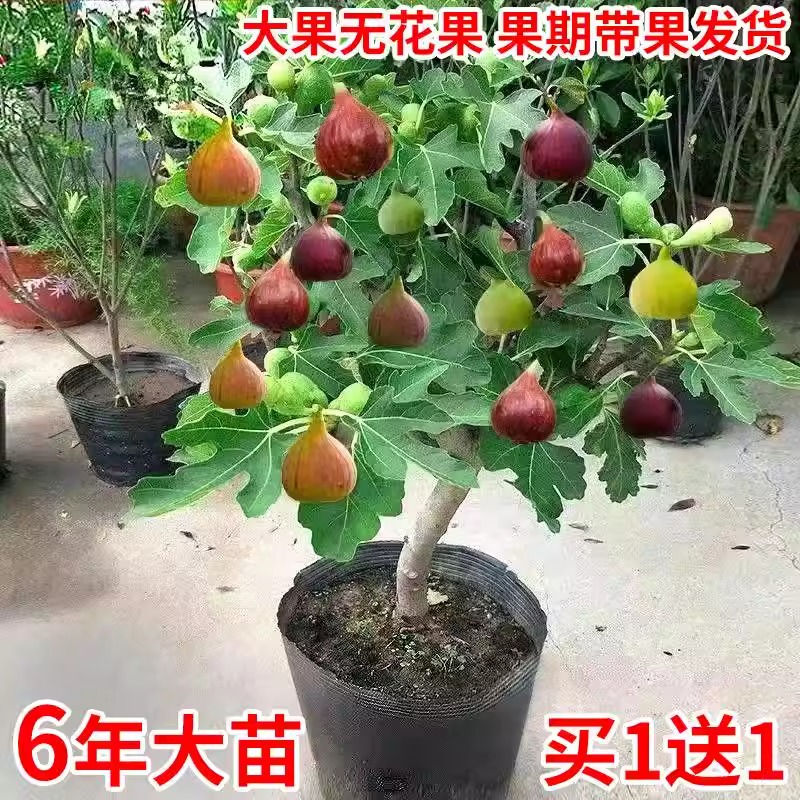 无花果树果苗矮化盆栽特大果