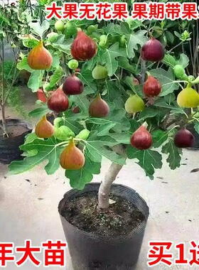 无花果树果苗矮化盆栽特大果