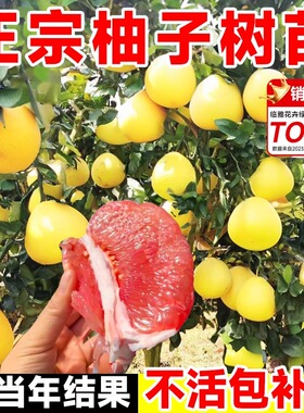 柚子树苖红心红肉蜜柚嫁接三红柚