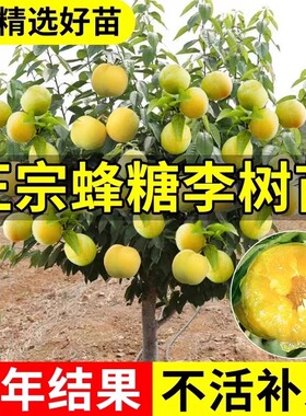 蜂糖李子树苗嫁接特大晚熟