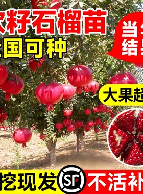石榴树树苗突尼斯软籽石榴苗