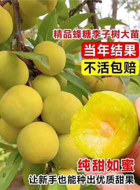 正宗蜂糖李子树苗贵州脱骨