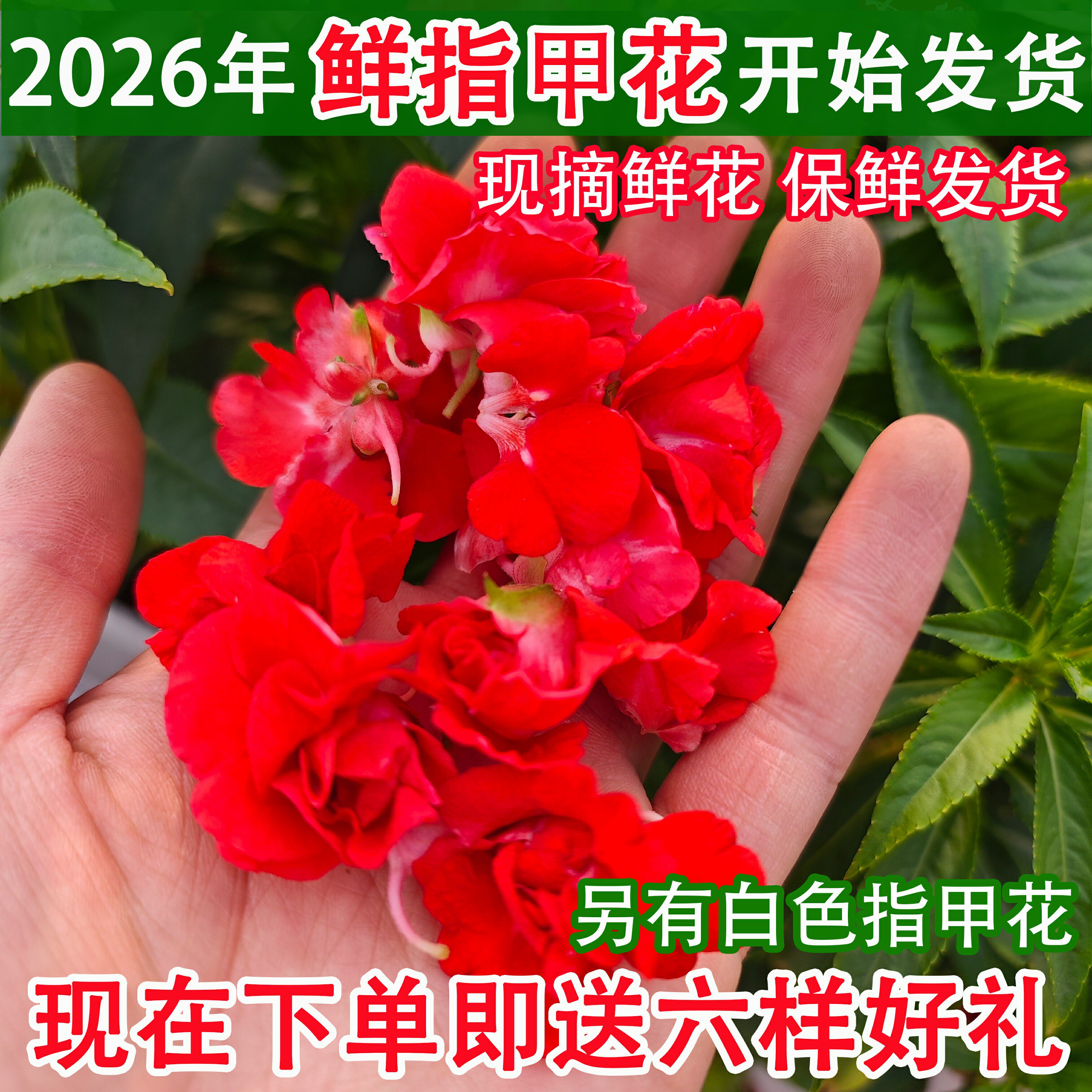 新鲜凤仙花染指甲治灰指甲指甲草花鲜花瓣红白色泡醋染发染甲泡酒