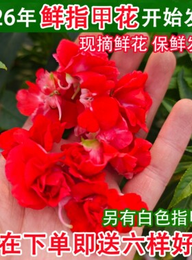 新鲜凤仙花染指甲治灰指甲指甲草花鲜花瓣红白色泡醋染发染甲泡酒