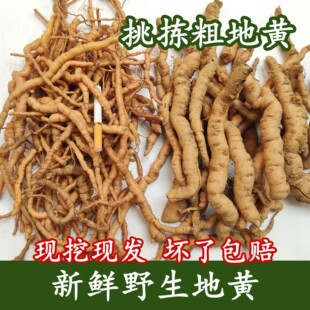 河南地黄野生地黄根新鲜地髓中药材细地黄饮子榨汁深山现挖500克