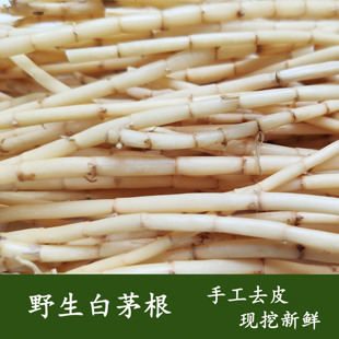 白茅根新鲜白茅根500克 野生现挖 凉茶食材湿白茅草根毛草根芦根