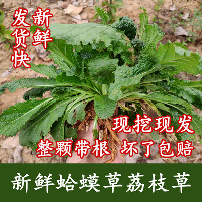 新鲜蛤蟆草正宗现挖现发坏了包赔