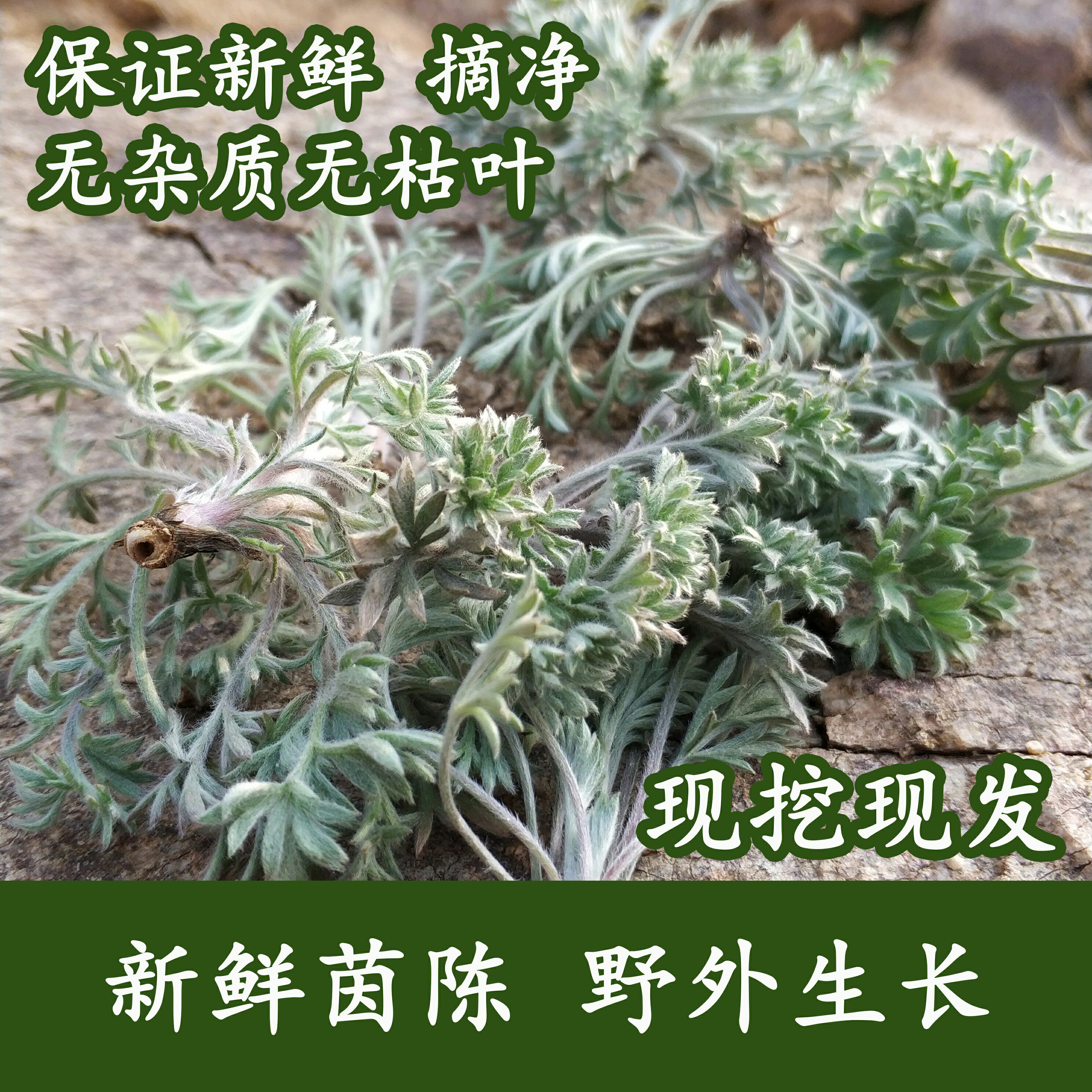 下单现挖新鲜白蒿茵陈蒸菜野生绵茵陈茶湿茵陈摘净非干品茵陈麦饭
