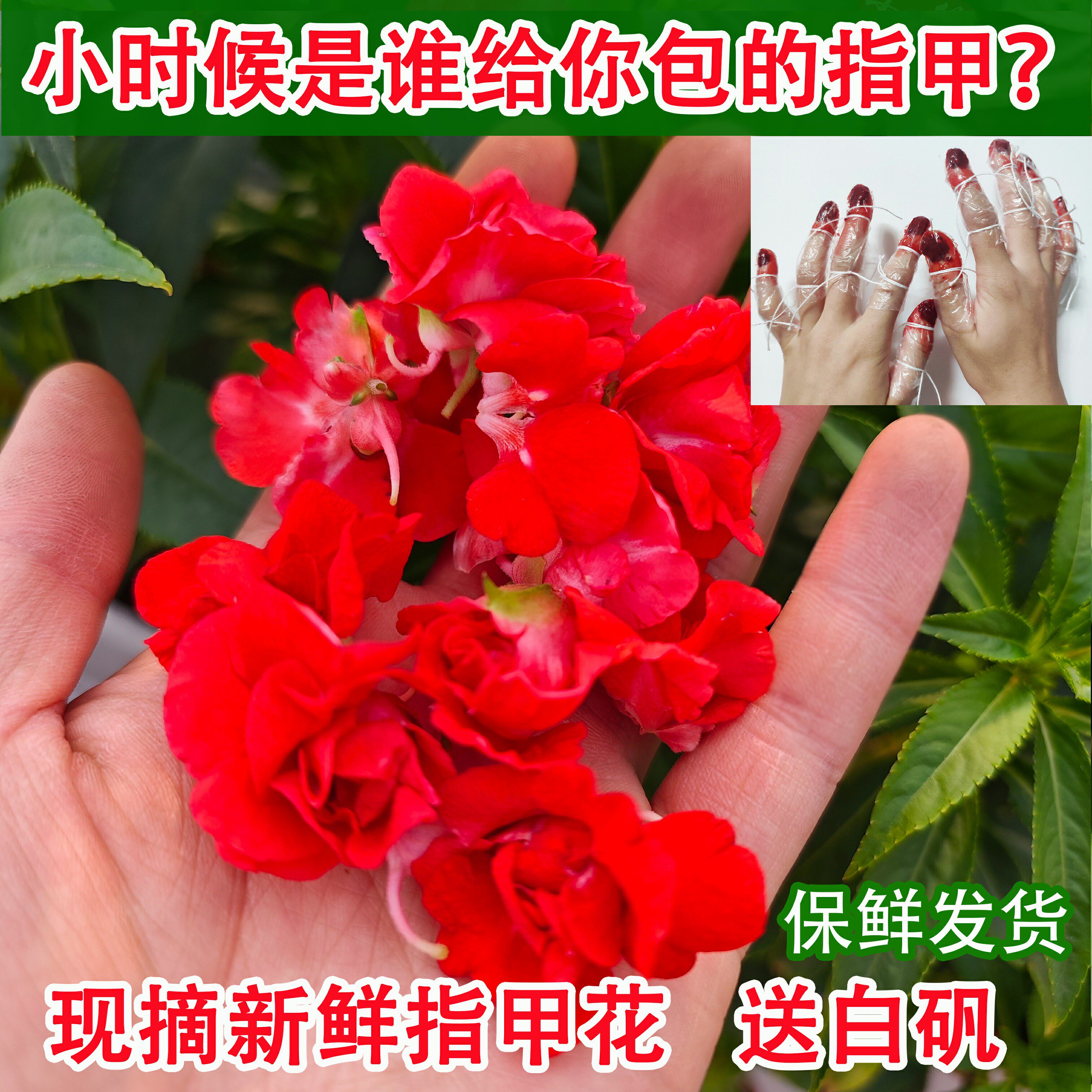 新鲜凤仙花鲜花瓣染指甲花花朵染头发小桃红现摘现发天然花粉泡醋