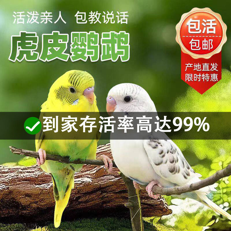 鹦鹉活鸟虎皮鹦鹉鸟类小鸟会学说话的鸟手养宠物小型鹦鹉一公一母
