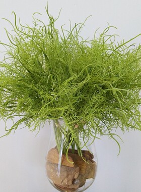 蕨草扎束 水蕨文竹波斯叶北欧家居插花配材婚庆手捧花摄影把束叶