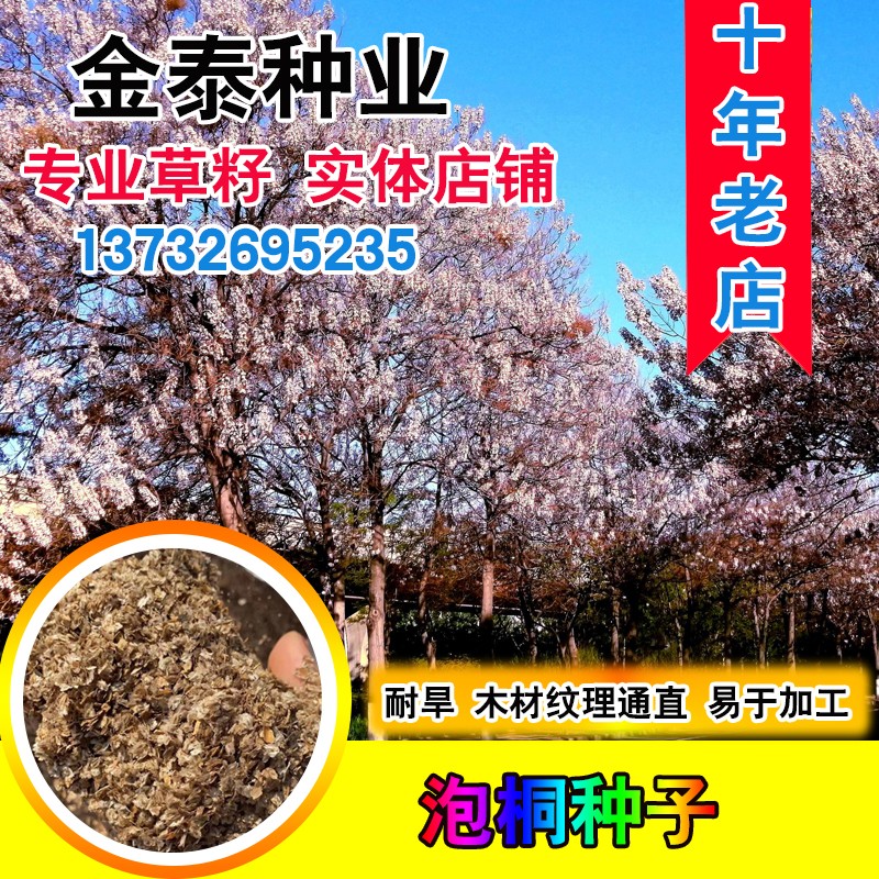 桐种子泡桐树种子白花泡桐种子图片