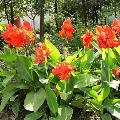 美人蕉种子红艳蕉小花美人蕉小芭蕉黄花庭院花籽易活花种籽子