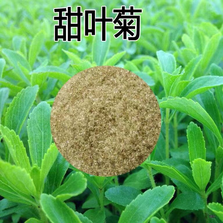 甜叶菊种子甜菊香草 甜菊叶花草茶 阳台花卉四季播种蔬菜种籽