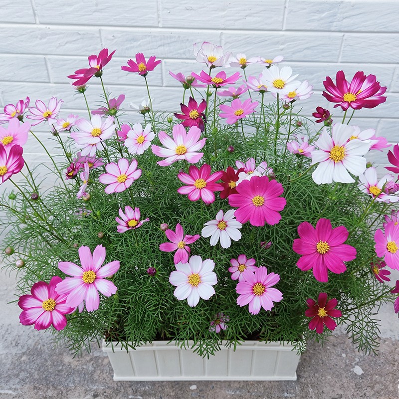 四季开花波斯菊花籽矮杆格桑花图片