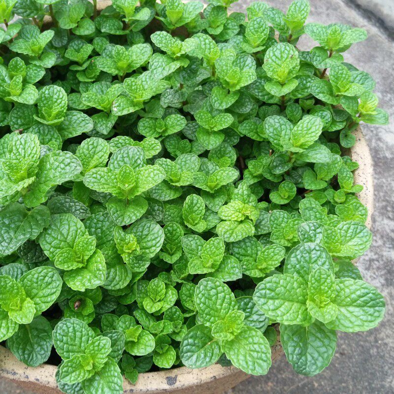 可食用薄荷种子盆栽四季开花易活室内室外花种籽子孑植物花卉花籽