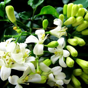 九里香种子芸香万里香过山香花圃宾馆点缀盆栽花香浓郁盆景千里香