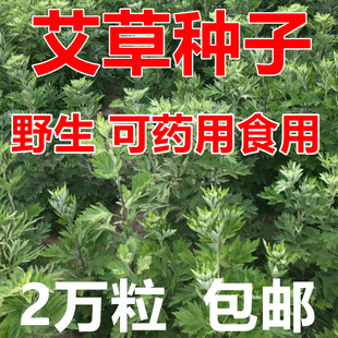 艾叶靳艾草种子野生香艾草苗食用青团大叶艾蒿青蒿种籽四季驱蚊草