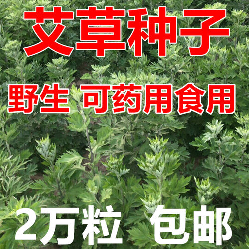青蒿草价格 多少钱