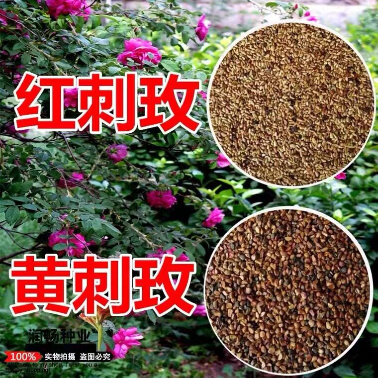 多花蔷薇种子日本无刺蔷薇嫁接玫瑰藤本月季红刺玫黄刺玫种子