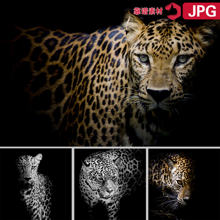 凶猛豹子黑白动物装饰画高清图片设计素材