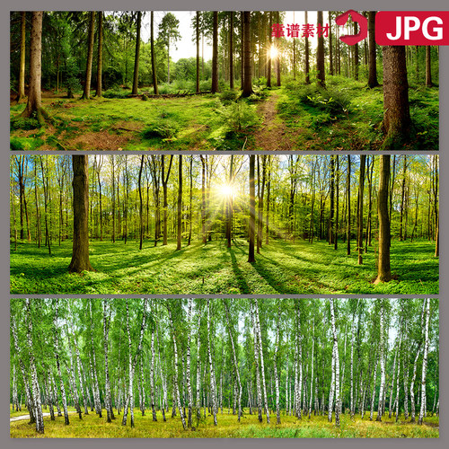 巨幅宽幅宽屏床头装饰画森林树林风景图片素材