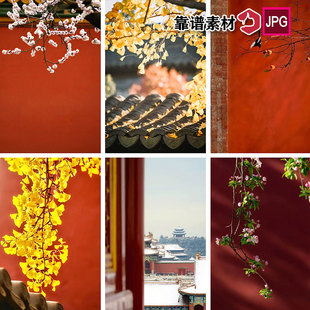 故宫红墙唯美银杏梅花樱花玉兰古风宫殿背景图片设计素材