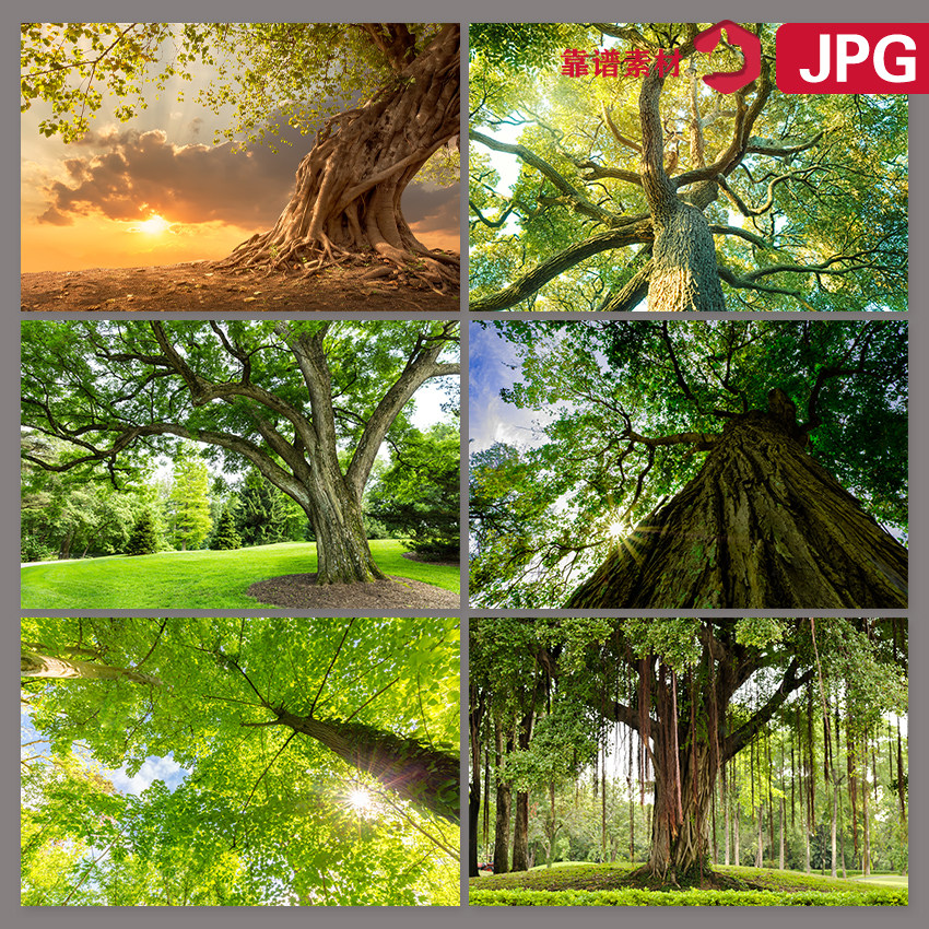 绿色的参天大树树干树木树林图片素材