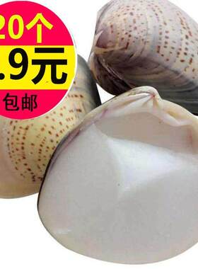 老上海蛤蜊油哈唎螺壳河蚌半壳歪歪油哈护手霜喇油哈利油