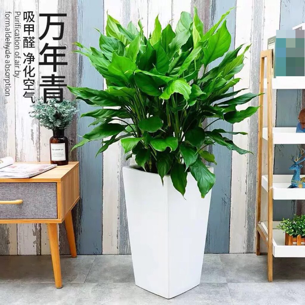 卉春 万年青办公室客厅室内盆栽植物 新房净化空气吸甲醛绿植花卉