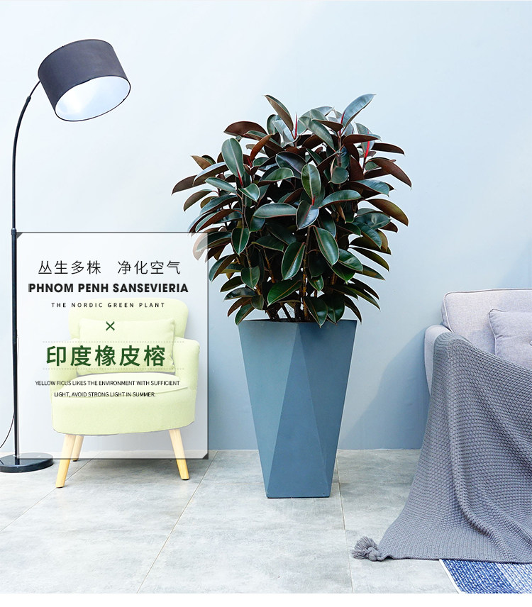 北欧橡皮榕盆栽客厅室内办公室吸灰尘去甲醛净化空气植物同城送货