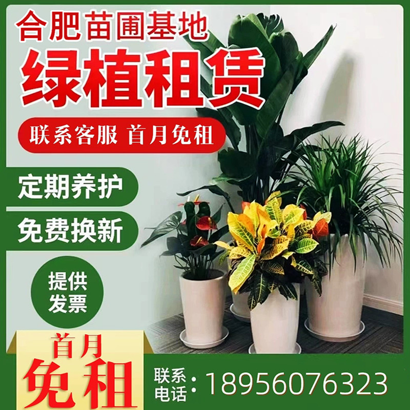 合肥办公室花卉绿植绿化植物盆栽
