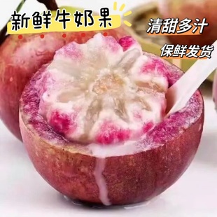 新品种牛奶果热带广西水果金星果星苹果清甜多汁孕妇水果牛奶果