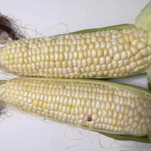 潮汕新鲜香甜现摘5斤包邮糯玉米