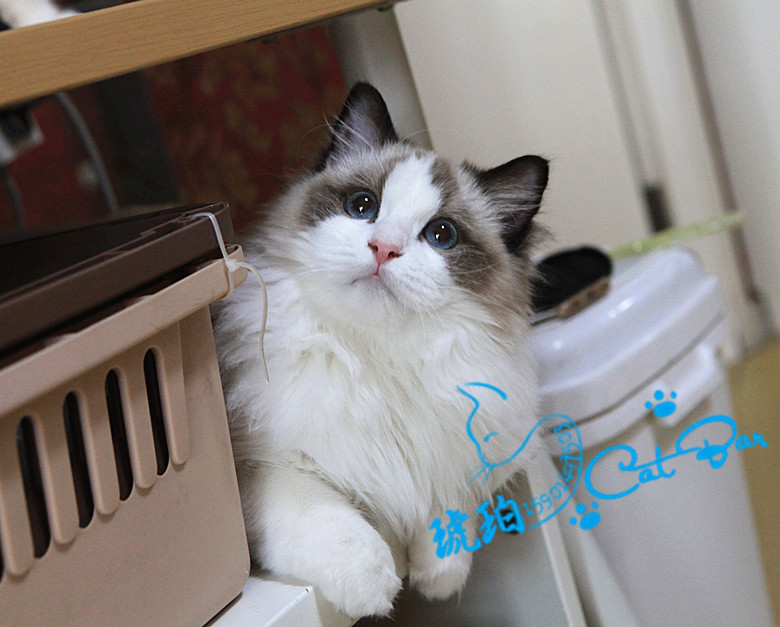 【琥珀】赛级带繁育权布偶猫长毛猫海豹双色mm母(自留)