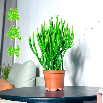 仙女棒发财树招财手光棍树盆栽绿珊瑚树彭瑚树多肉植物易养绿植