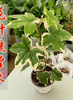 花叶熊掌木盆栽室内客厅办公室植物耐阴懒人花好养活四季常青