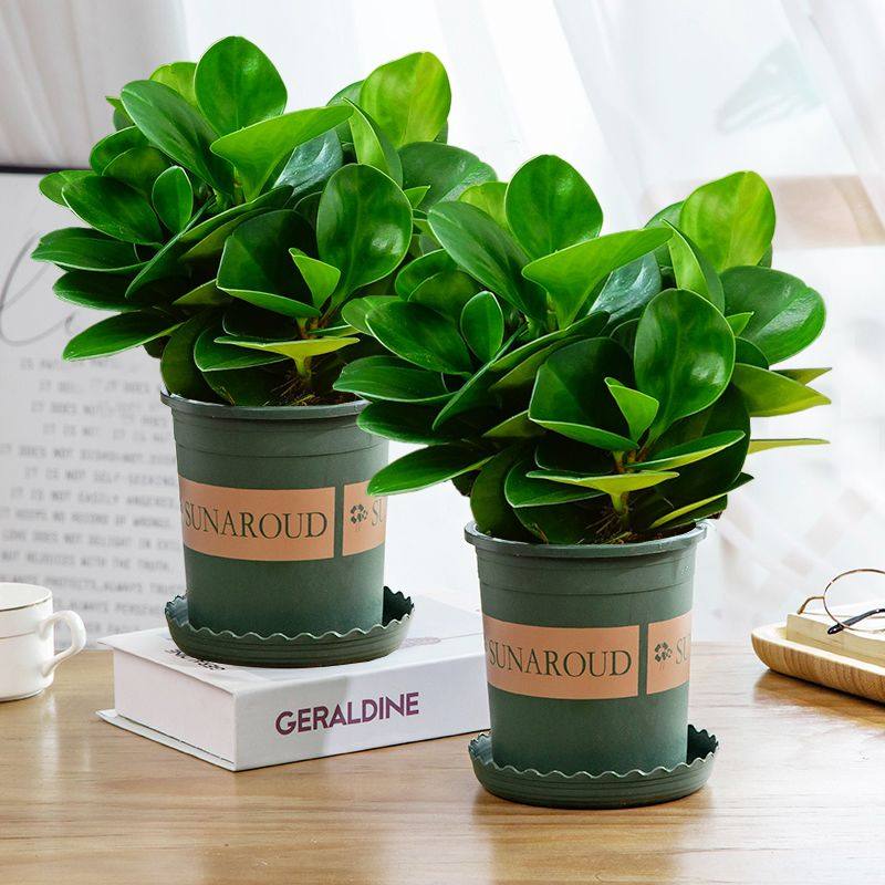 豆瓣绿 电脑宝贝碧玉植物四季常青办公室客厅植物净化空气防辐射,鲜花速递/花卉仿真/绿植园艺,绿植,淘宝优惠券,粉丝福利购,淘宝优惠卷