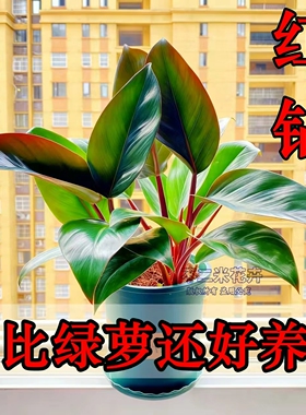 大叶红钻金钻铂金钻绿公主蔓绿绒彩掌盆栽绿萝室内植物花卉好养活