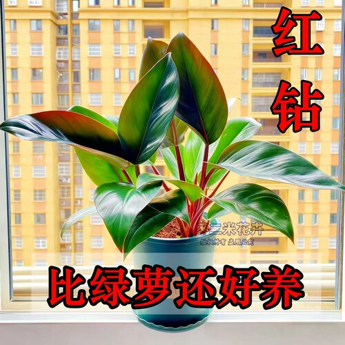 大叶红钻金钻铂金钻绿公主蔓绿绒彩掌盆栽绿萝室内植物花卉好养活