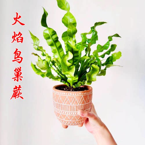 火焰鸟巢蕨棉花糖蕨富贵蕨网红北欧风耐阴植物办公桌室内好养盆栽