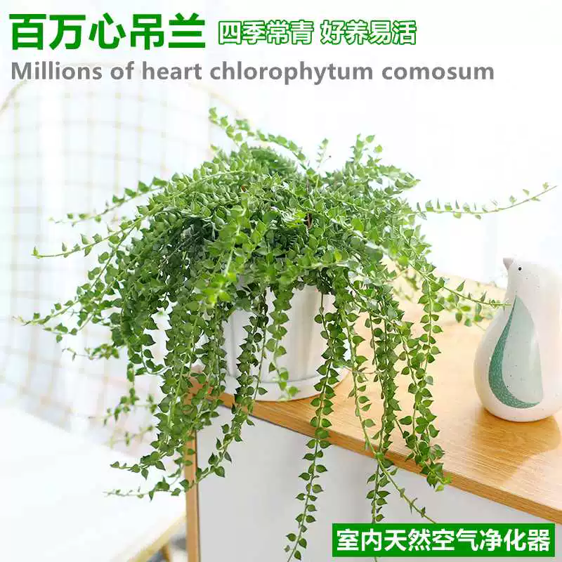【百万心吊兰 】爱之蔓多肉爬藤壁挂垂吊吊兰办公室植物四级常青,鲜花速递/花卉仿真/绿植园艺,绿植,淘宝优惠券,粉丝福利购,淘宝优惠卷