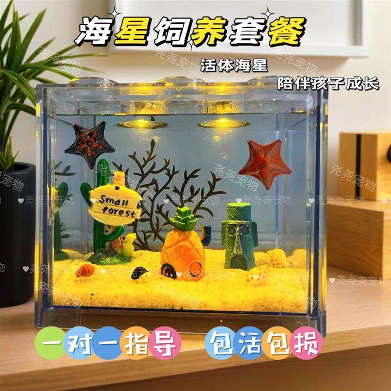 尧尧宠物网红海星饲养套餐桌面观赏迷你小型懒人宠物好养儿童礼物