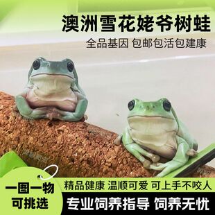 包邮姥爷树蛙澳蓝新手入门爬宠可爱雨林温顺老爷树蛙旅行小型宠物