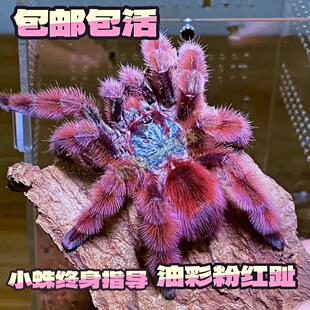 油彩粉红趾活体学生宠物蜘蛛好养温顺13-14厘米可爱无毒大型树栖