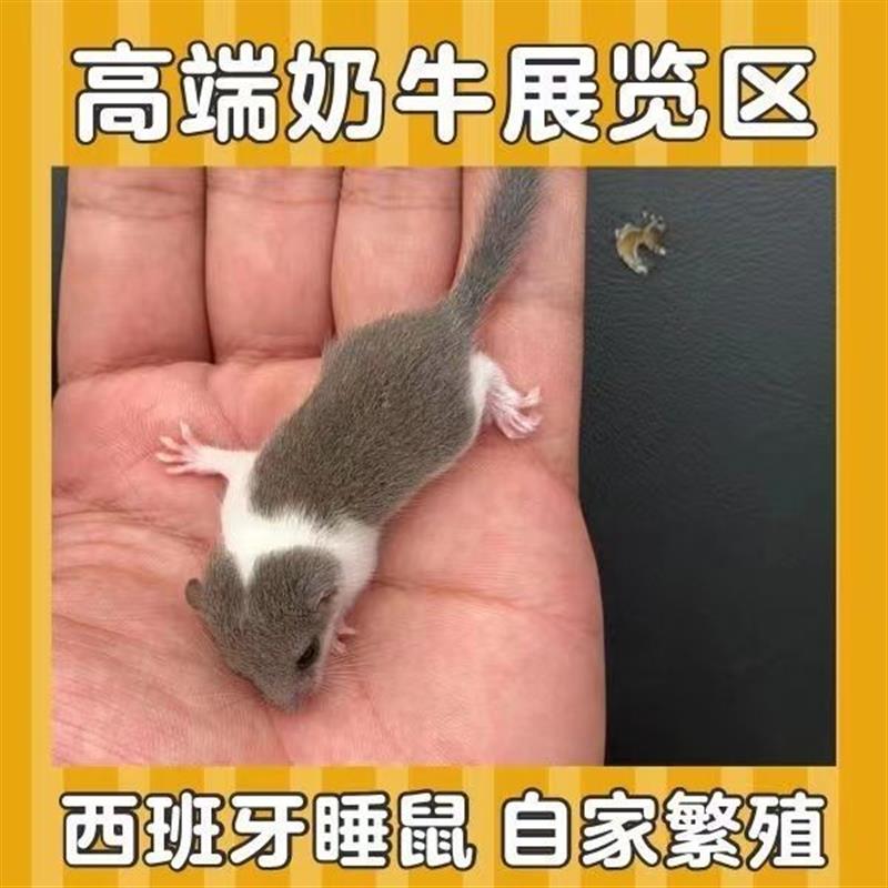 全款低价家养西班牙奶牛睡鼠幼崽活物小宠物鼠幼体拇指鼠宿舍宠物